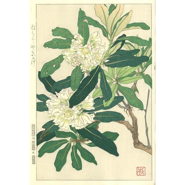 F147 ねもと石楠花 花版画 Flower Woodcut ‐Rhododendron‐