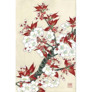 F016 桜　花版画 Flower woodcut-Cherry-