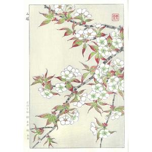 F017 山桜　花版画　Flower Woodcut -Wild cherry-