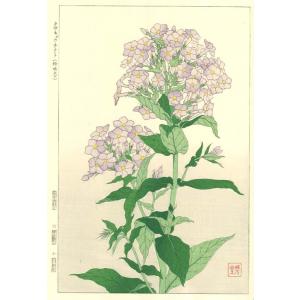 F131 クサキョウチクトウ 花版画 Flower Woodcut ‐Phlox‐