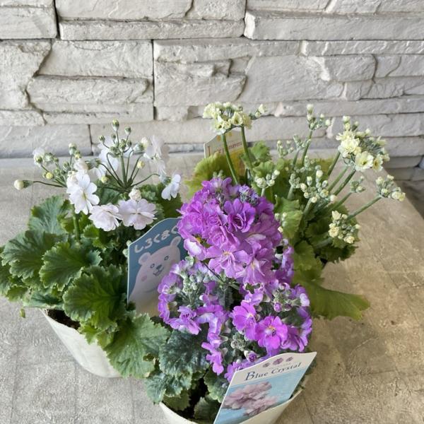 プリムラ　マラコイデス　3.5号ポット