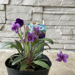 マユハケオモト ピンク花種 赤花 眉刷毛万年青 4.5号鉢 素焼き鉢 苗