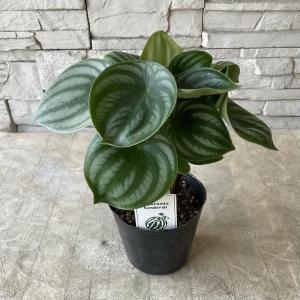 人気 観葉植物 熱帯植物 エピプレムナム ピナツム マーブル