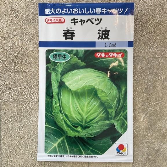 【野菜種子】キャベツ　春波　1.2ml  極早生