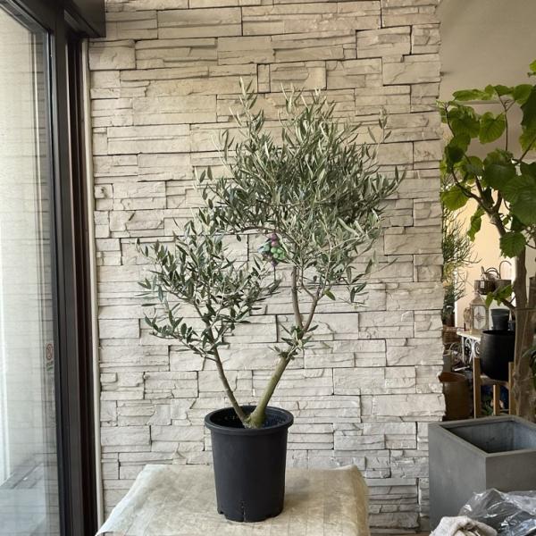 【送料無料】【souju】香川県産オリーブの木　ピクアル　8号鉢　80