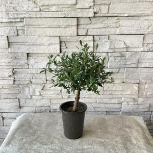 観葉植物 おりーぶ SOUJU（創樹）ブランド：オリーブの木*3号