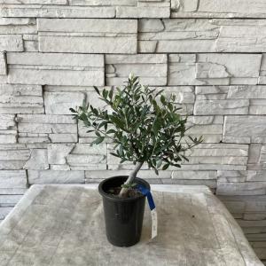 観葉植物 SOUJU（創樹）ブランド：オリーブの木 ネバディロブランコ*5