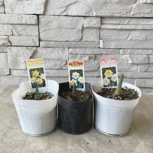 【見切品】水仙 選べる♪3種 3.5寸ポットの詳細画像1