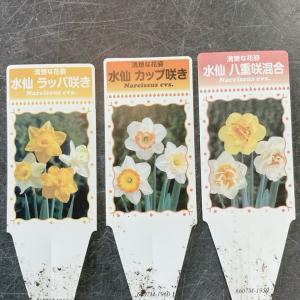 【見切品】水仙 選べる♪3種 3.5寸ポットの詳細画像2