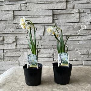 【見切品】房咲芳香水仙 八重咲き 3.5寸ポットの詳細画像2