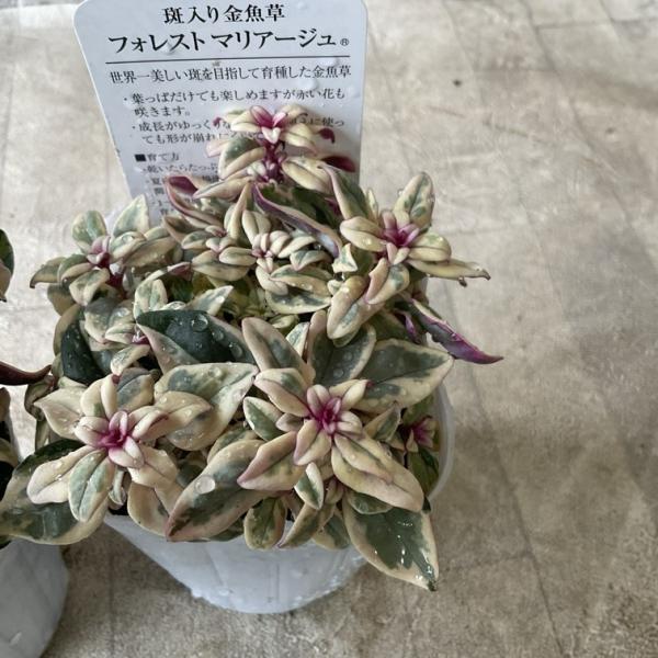 斑入り金魚草　フォレストマリアージュ　3号ポット