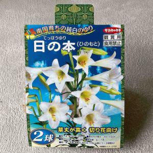 【球根】てっぽうゆり 日の本(ひのもと)の詳細画像1