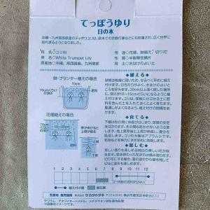 【球根】てっぽうゆり 日の本(ひのもと)の詳細画像3