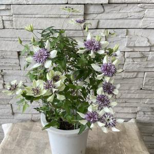 【母の日ギフト】【ラッピング・化粧箱付き】クレマチス　フロリダ　シーボルディアナ ６寸鉢