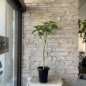 【送料無料】【観葉植物】ウンベラータ　8号鉢