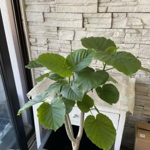 【送料無料】【観葉植物】ウンベラータ 8号鉢の詳細画像2