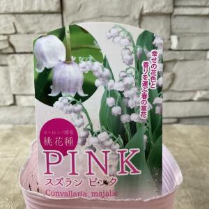 スズラン ピンク