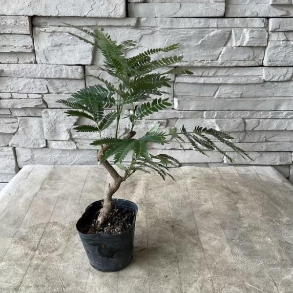 【観葉植物】 エバーフレッシュ　盆栽仕立て