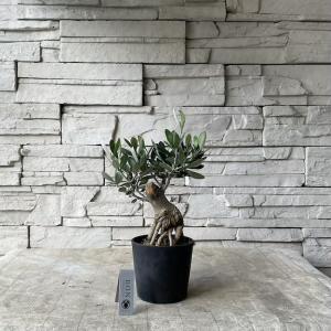 【souju】香川県産オリーブの木 盆栽仕立て...の詳細画像1
