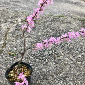 ニワウメ 庭梅 苗木