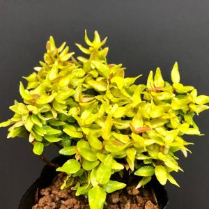 オモト 万年青 5号 斑入り 現品4 観葉植物 室内用 引っ越し 縁起物