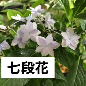 ヤマアジサイ 苗 藍姫 山アジサイ アイヒメ R8年花芽無し : やまおか碧
