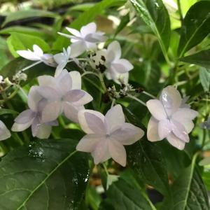 シチダンカ 七段花 ヤマアジサイの詳細画像2