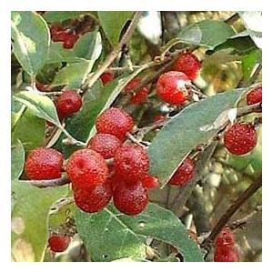 秋グミ 特大サイズ 秋グミ 特大サイズ