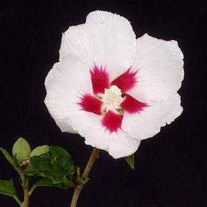 紅羽衣モミジ 株立ち 約1.5m 現品発送 ベニハゴロモ紅葉 特大株 植木