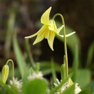 黄花片栗 キバナカタクリ 大球根入りポット苗 茶花 山野草 : やまおか