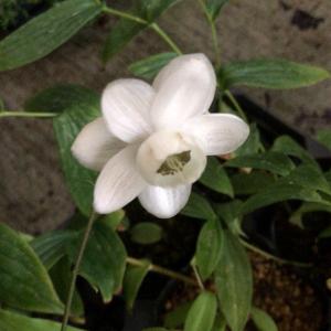 ギンモクセイ 苗 七変化 銀木犀 5号 金木犀の白花 香りの花 250825