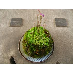 ハイゴケ 半トレー コケ 苔盆栽 苔テラリウム 苔玉 アクアリウム
