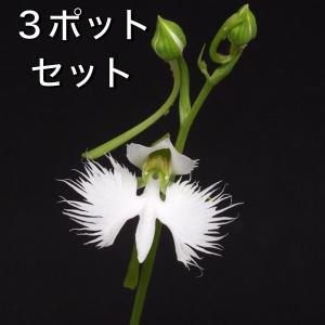 サギソウ 鷺草 青葉種 ３ポットセット 山野草　