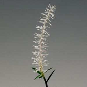 シライトソウ 白糸草