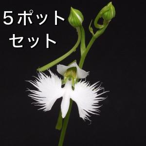 見事な創造力 鷺草球根 球根 大 サギソウ 開花予定球10球 山野草 青葉種 花