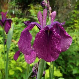ノハナショウブ　野花菖蒲