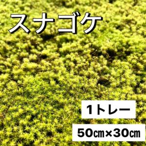 スナゴケ 砂苔 1平米 60cm×30cm(トレー6枚) 1箱 国産 コケ 園芸 日本