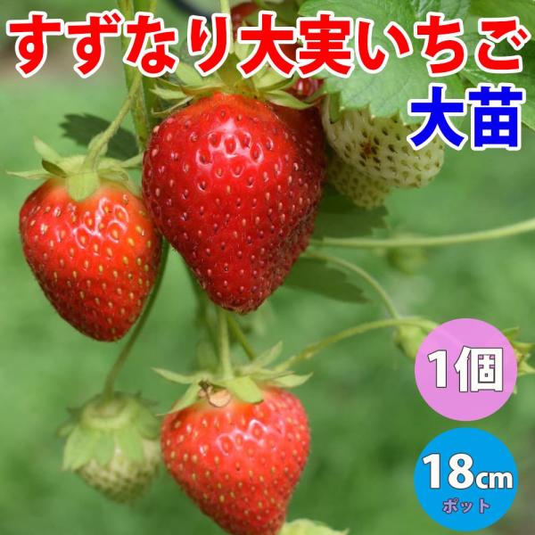 すずなり大実いちご【野菜苗 18cmポット大苗／1個】