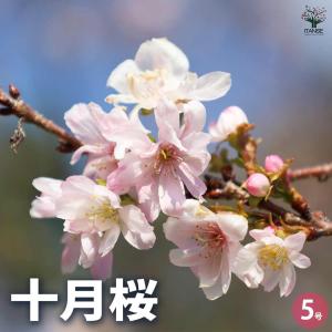 沈丁花赤 苗木 特大株 沈丁花赤 苗木 特大株 沈丁花 ジンチョウゲ 赤 5号ポット｜花木04-PA |