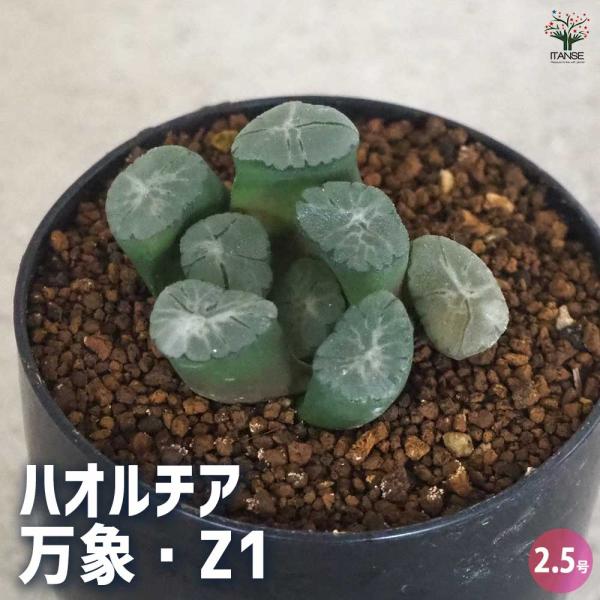 ハオルチア(赤) 万象・Z1 【多肉植物 2.5号ポット／1個売り】
