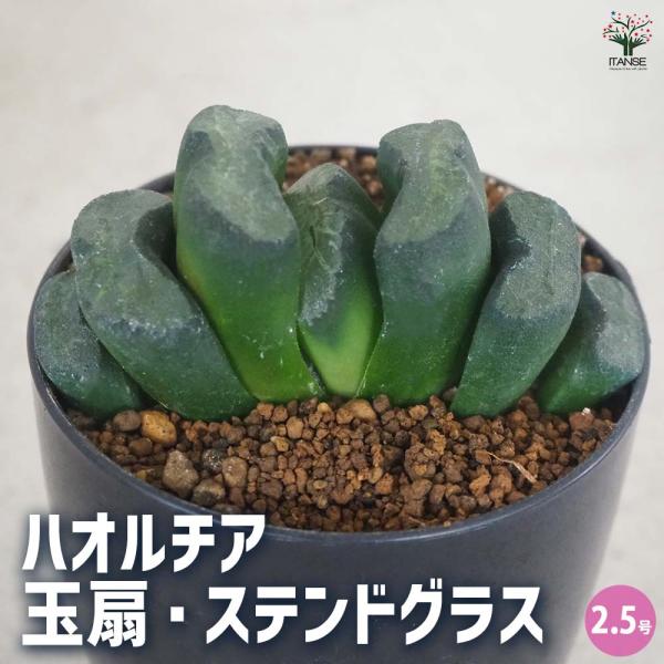 ハオルチア(赤) 玉扇・ステンドグラス 【多肉植物 2.5号ポット／1個売り】