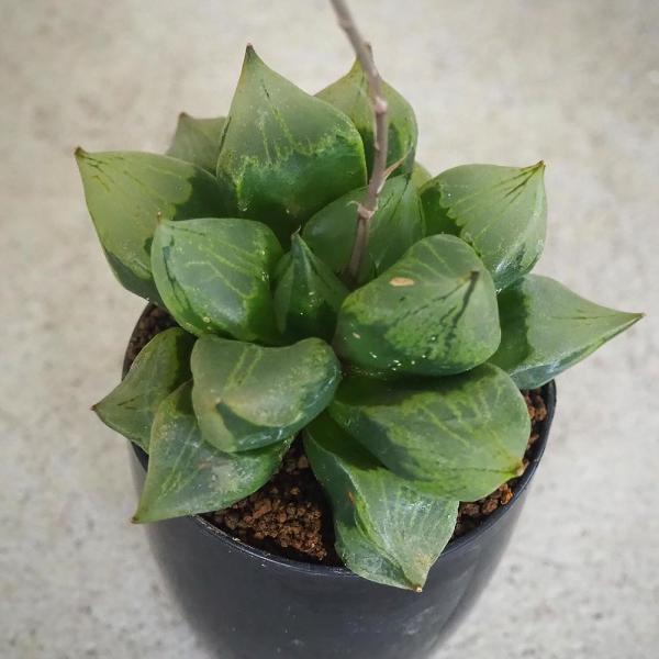 ハオルチア(赤) B型コンプトミュータント 【多肉植物 2.5号ポット／1個売り】