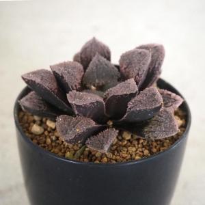 多肉植物：ハオルチア 雪冠殿（瑠璃殿白斑）*幅9cm 現品！一品限り