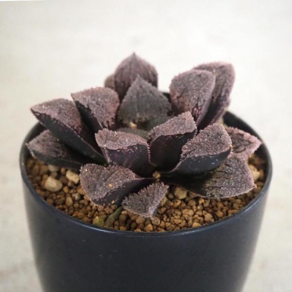ハオルチア(青) ジュエル 【多肉植物 2.5号ポット／1個売り】