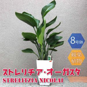 ストレリチア・オーガスタ【大型 観葉植物 8号鉢／Mサイズ1個】