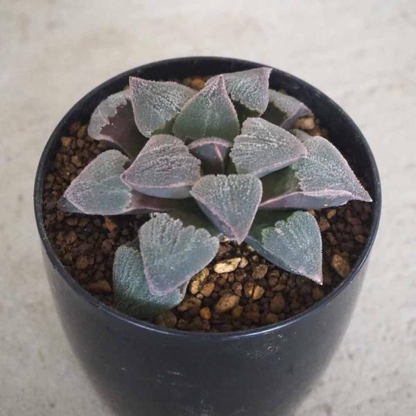 ハオルチア(青) 堀川ピグマエア 【多肉植物 2.5号ポット／1個売り】