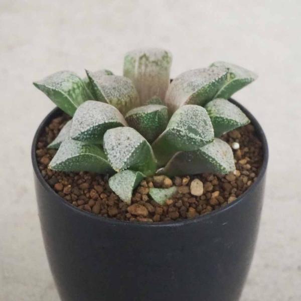ハオルチア(青) 白泉殿 【多肉植物 2.5号ポット／1個売り】