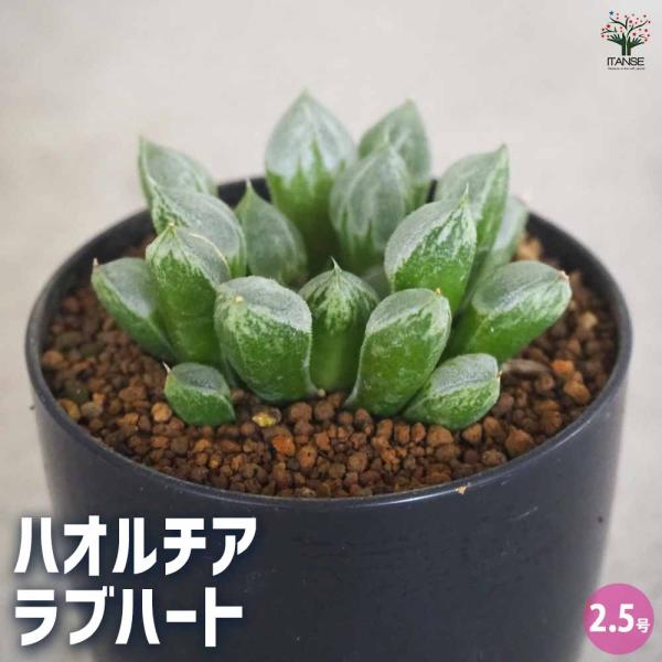 ハオルチア(青) ラブハート 【多肉植物 2.5号ポット／1個売り】