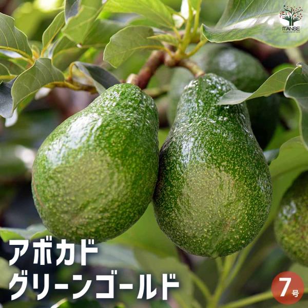 アボカド グリーンゴールド 【果樹の苗木 7号鉢／1個売り】