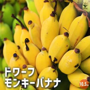 特別◆2m10cm超巨大苗◆糖度と酸味の饗宴◆ドワーフブラジルアップル・バナナ苗 バナナ苗 ドワーフブラジリアン（矮性のマッサン、アップル） : ちた